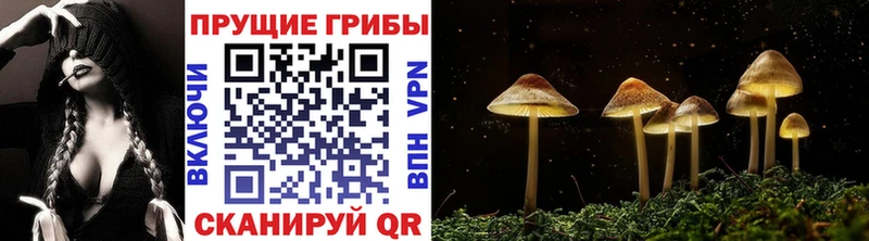 МЕГА ONION Красный Холм Галлюциногенные грибы Psilocybine cubensis